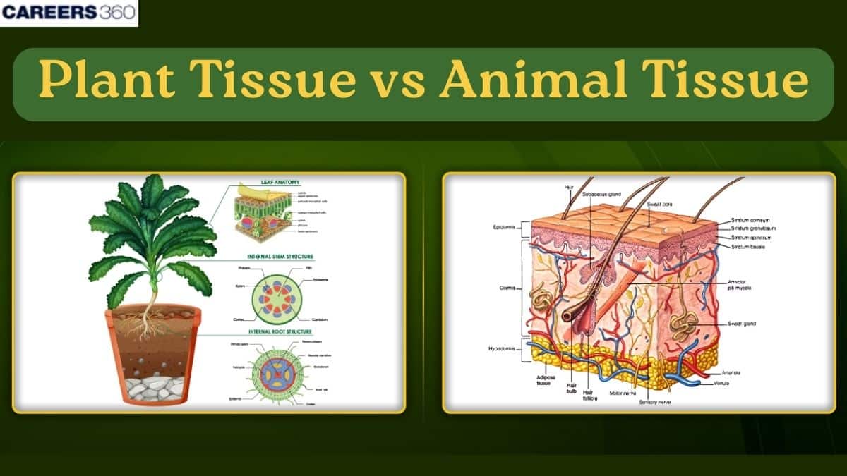 Animal Tissues vs Plant Tissues - Comparison & Summery